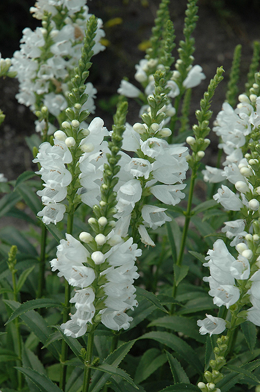 Miss Manners Obedient Plant (Physostegia virginiana 'Miss Manners') at Flagg's Garden Center