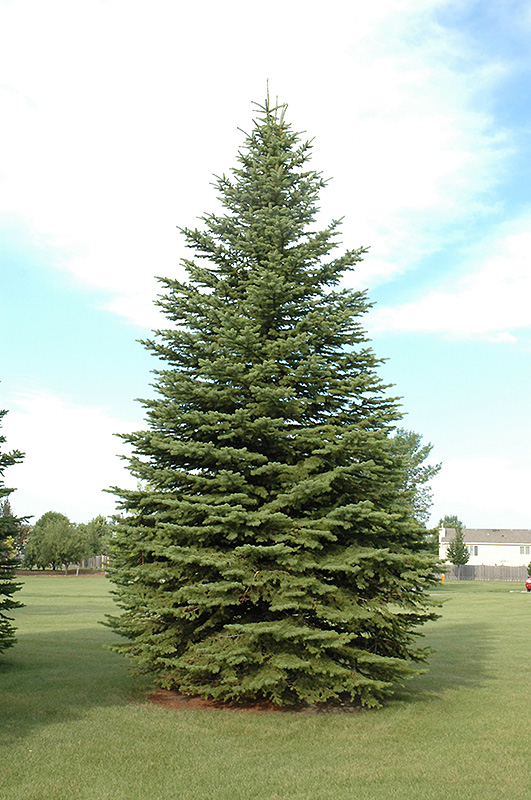 Colorado Spruce (Picea pungens) at Flagg's Garden Center