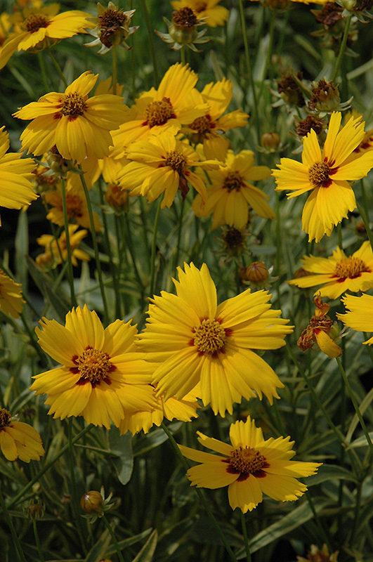 Tequila Sunrise Tickseed (Coreopsis 'Tequila Sunrise') at Flagg's Garden Center