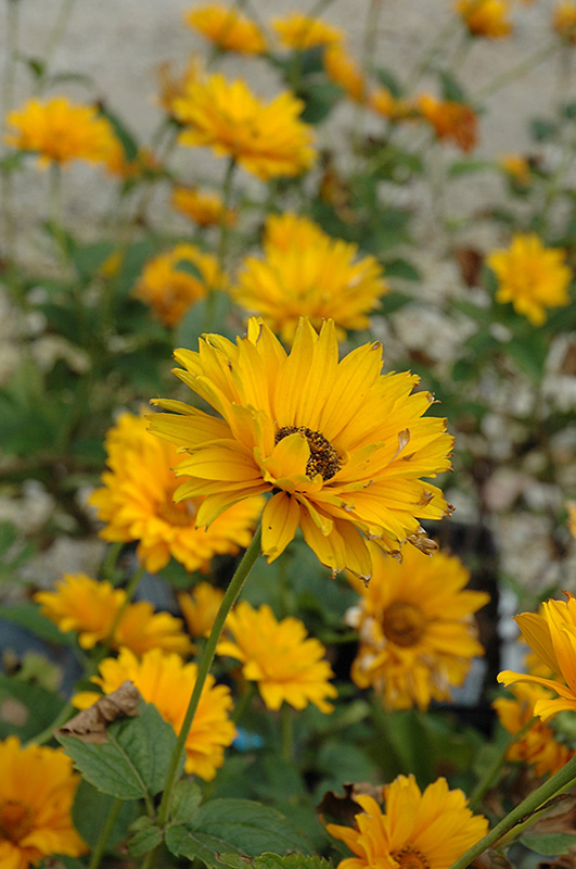Bressingham Doubloon Sunflower (Heliopsis helianthoides 'Bressingham Doubloon') at Flagg's Garden Center