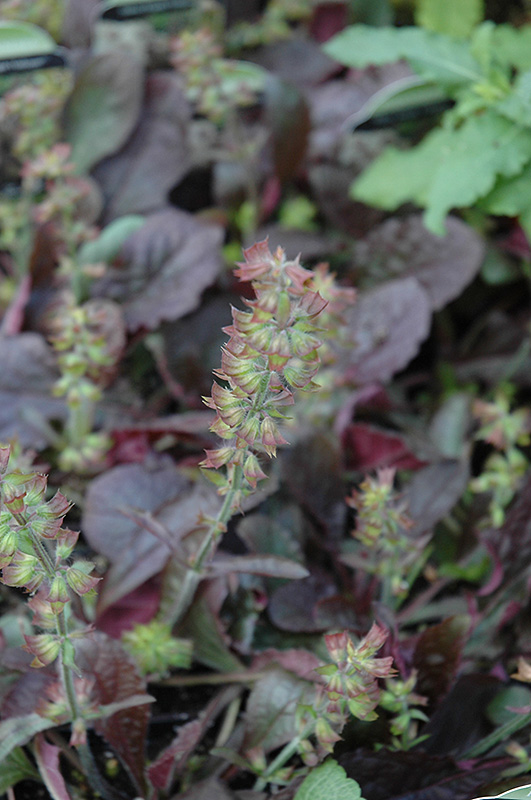 salvia purple volcano