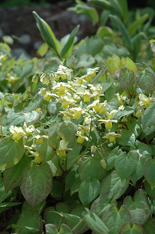Yellow Barrenwort (Epimedium x versicolor 'Sulphureum') at Flagg's Garden Center