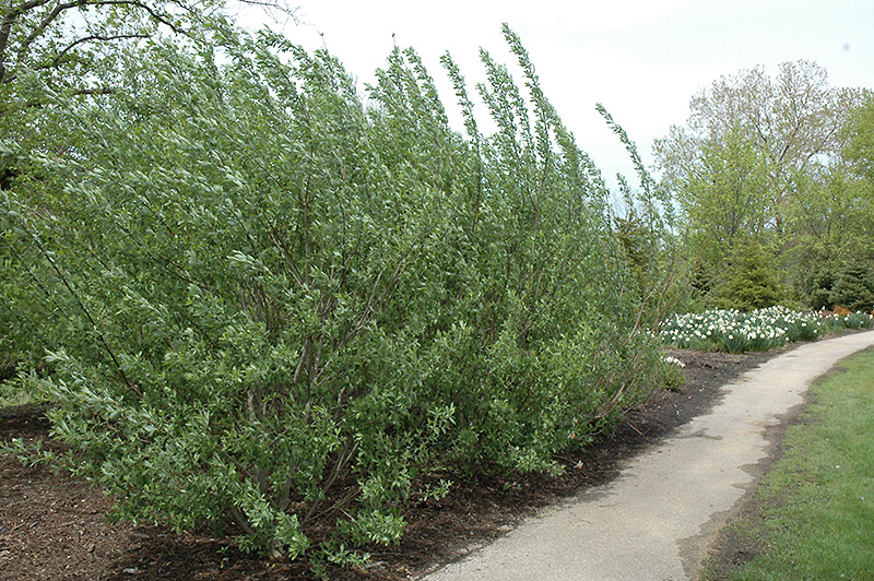 French Pussy Willow (Salix caprea) at Flagg's Garden Center