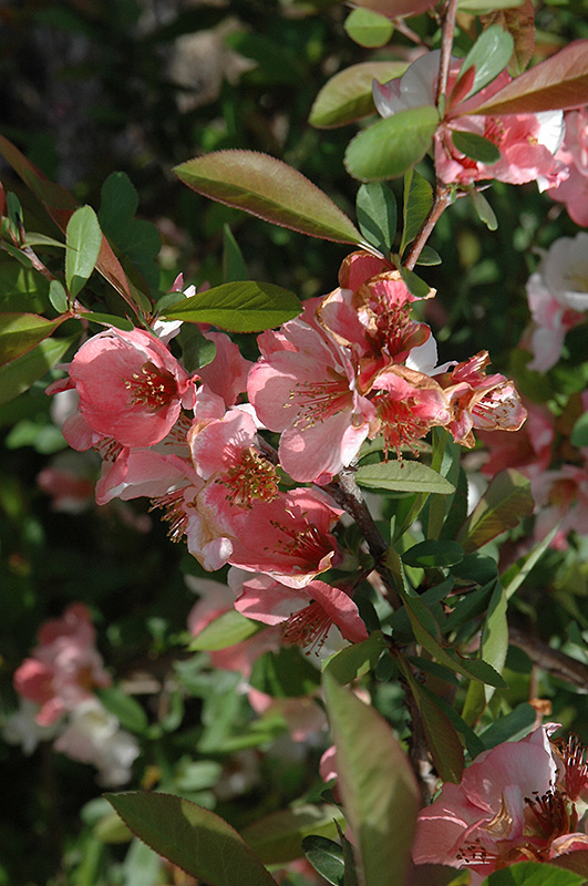 Toyo-Nishiki Flowering Quince (Chaenomeles speciosa 'Toyo-Nishiki') at Flagg's Garden Center
