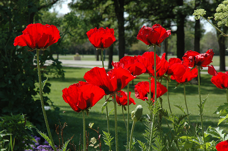 Beauty of Livermere Poppy (Papaver orientale 'Beauty of Livermere') at Flagg's Garden Center