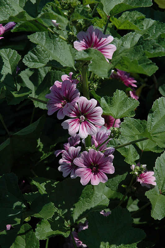 Malva Zebrina