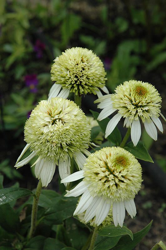 Coconut Lime Coneflower (Echinacea 'Coconut Lime') at Flagg's Garden Center