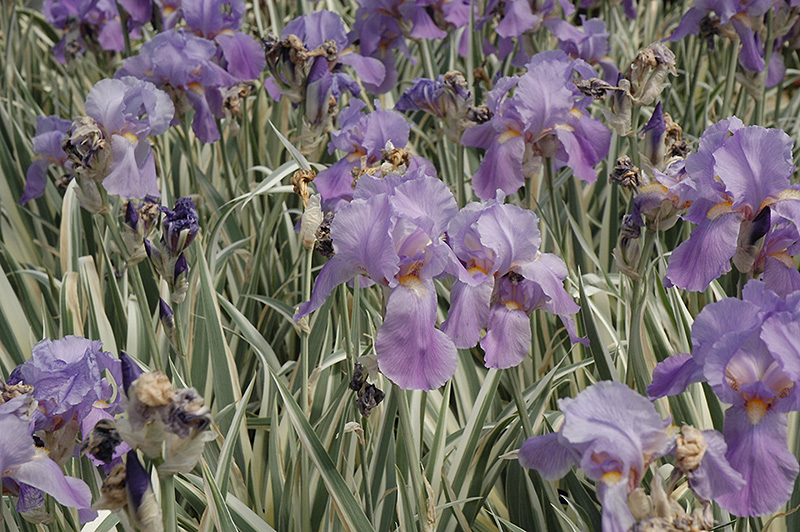 Variegated Sweet Iris (Iris pallida 'Variegata') at Flagg's Garden Center