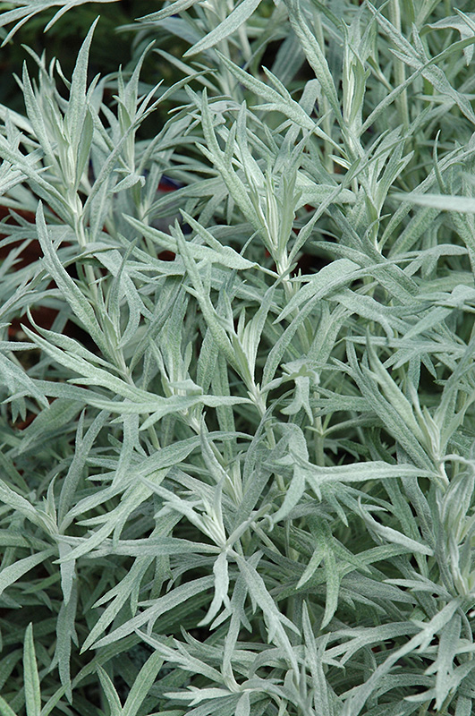 Siver Queen Artemesia (Artemisia ludoviciana 'Silver Queen') at Flagg's Garden Center
