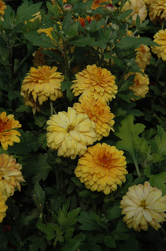 Tatoi Bronze Chrysanthemum (Chrysanthemum 'Tatoi Bronze') at Flagg's Garden Center