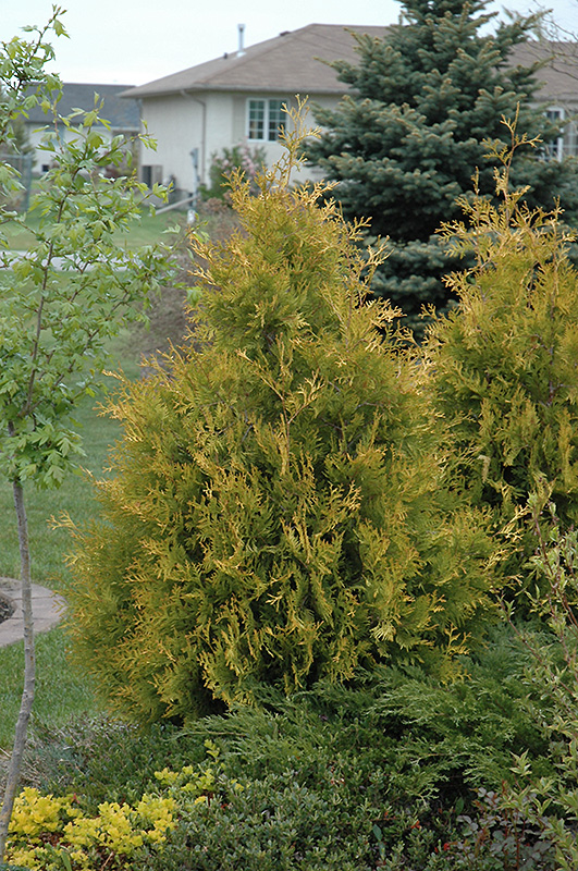 Yellow Ribbon Arborvitae (Thuja occidentalis 'Yellow Ribbon') at Flagg's Garden Center