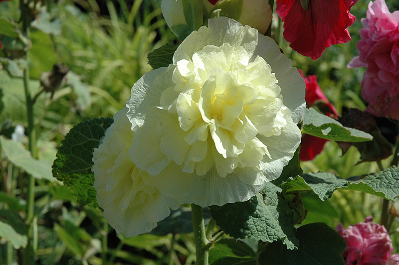 Chater's Double Yellow Hollyhock (Alcea rosea 'Chater's Double Yellow') at Flagg's Garden Center