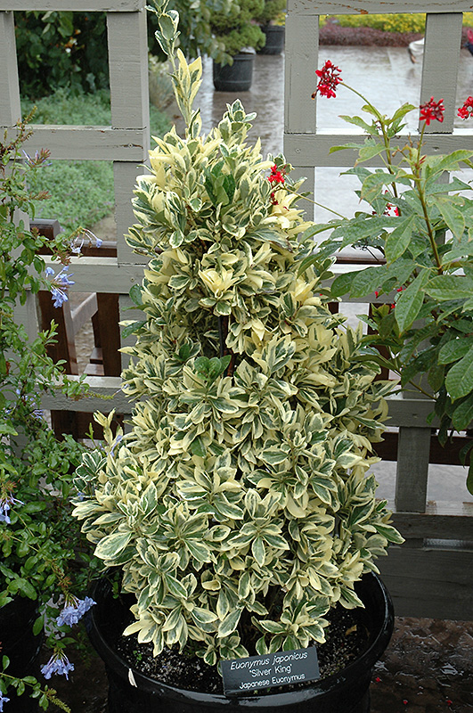 Silver King Euonymus (Euonymus japonicus 'Silver King') at Flagg's Garden Center