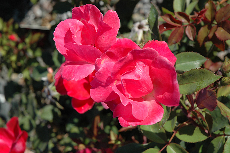 Pink Knock Out Rose (Rosa 'Radcon') at Flagg's Garden Center