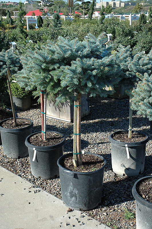 Globe Blue Spruce (tree form) (Picea pungens 'Globosa (tree form)') at Flagg's Garden Center