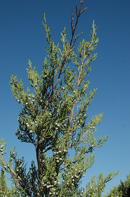 Hetz Columnar Juniper (Juniperus chinensis 'Hetz Columnar') at Flagg's Garden Center