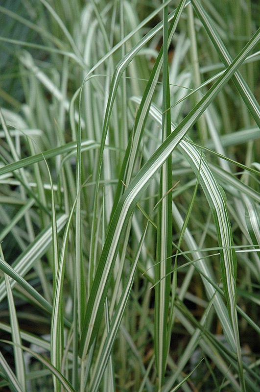 Avalanche Reed Grass (Calamagrostis x acutiflora 'Avalanche') at Flagg's Garden Center