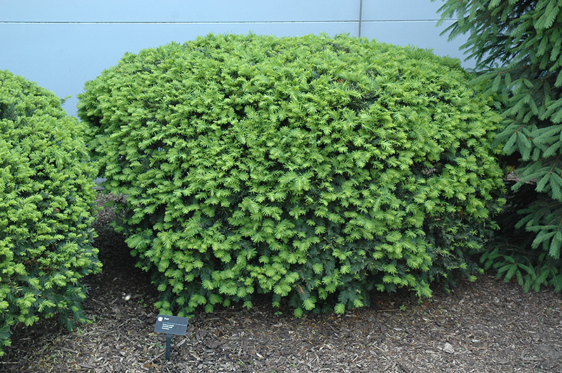 Densiformis Yew (Taxus x media 'Densiformis') at Flagg's Garden Center
