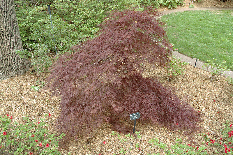 Purple-Leaf Threadleaf Japanese Maple (Acer palmatum 'Dissectum Atropurpureum') at Flagg's Garden Center