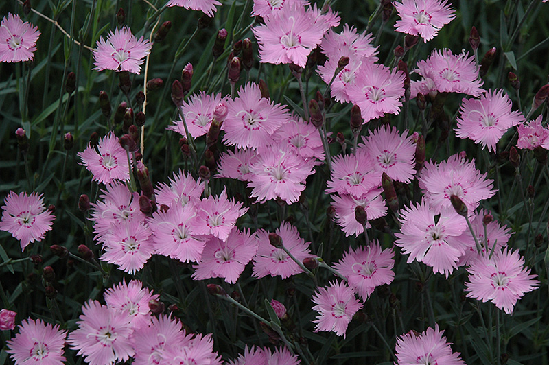 Bath's Pink Pinks (Dianthus 'Bath's Pink') at Flagg's Garden Center