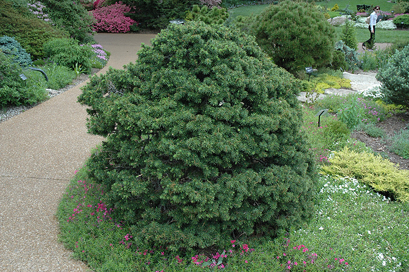 Gregoryana Spruce (Picea abies 'Gregoryana') at Flagg's Garden Center