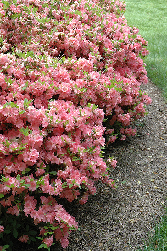 Blaauw's Pink Azalea (Rhododendron 'Blaauw's Pink') at Flagg's Garden Center
