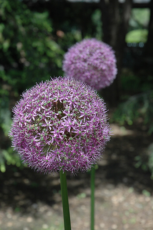 Globemaster Ornamental Onion (Allium 'Globemaster') at Flagg's Garden Center