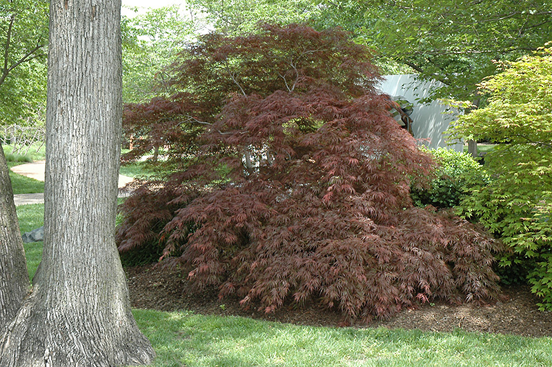 Garnet Cutleaf Japanese Maple (Acer palmatum 'Garnet') at Flagg's Garden Center
