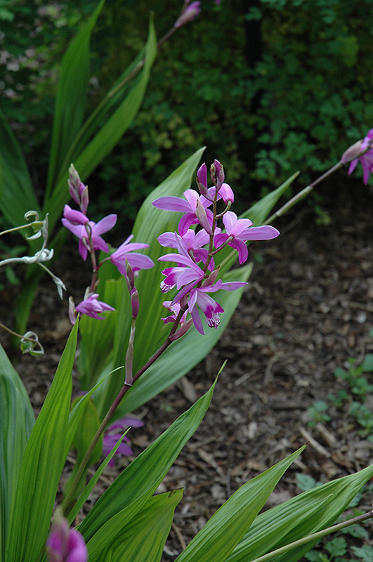 Lavender Japanese Hyacinth Orchid (Bletilla striata) at Flagg's Garden Center
