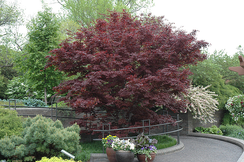 Bloodgood Japanese Maple (Acer palmatum 'Bloodgood') at Flagg's Garden Center