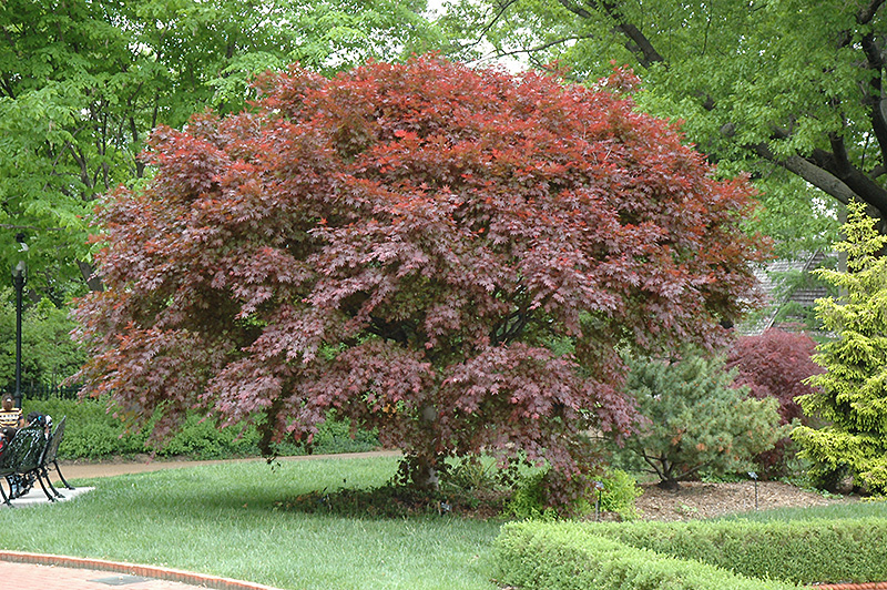 Trompenburg Japanese Maple (Acer palmatum 'Trompenburg') at Flagg's Garden Center