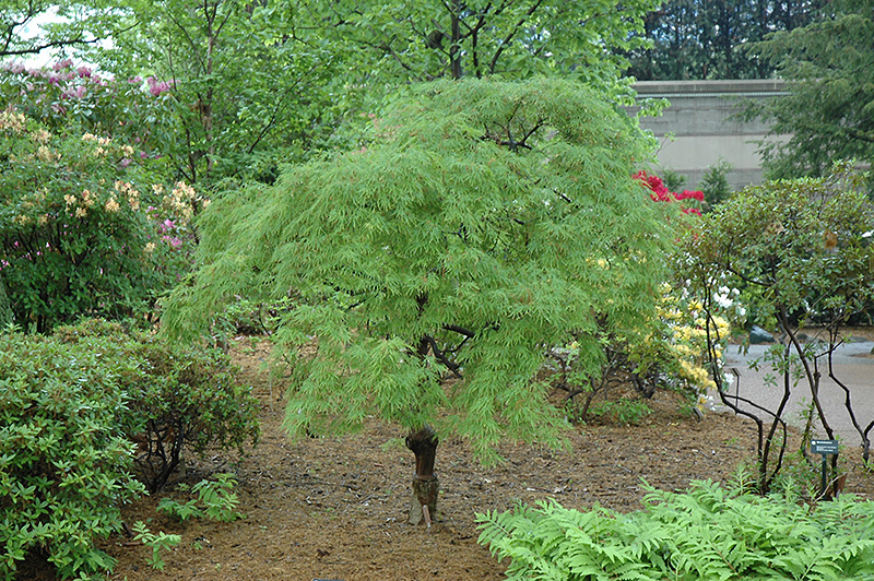 Cutleaf Japanese Maple (Acer palmatum 'Dissectum') at Flagg's Garden Center