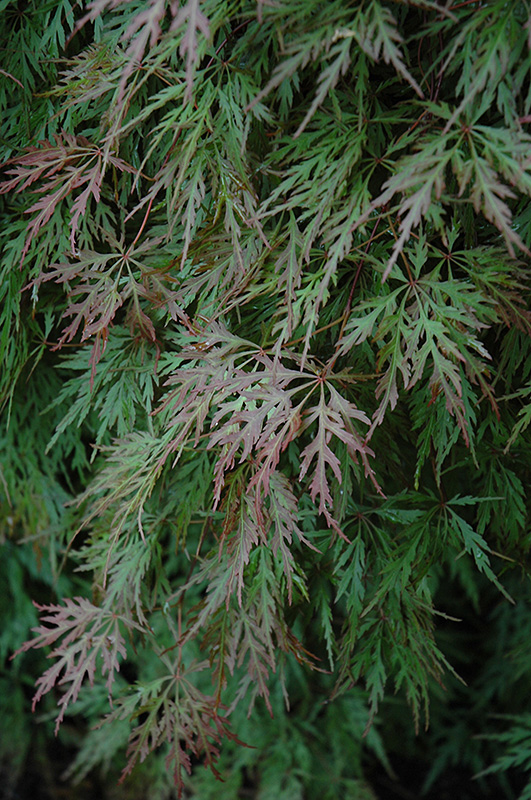 Orangeola Cutleaf Japanese Maple (Acer palmatum 'Orangeola') at Flagg's Garden Center