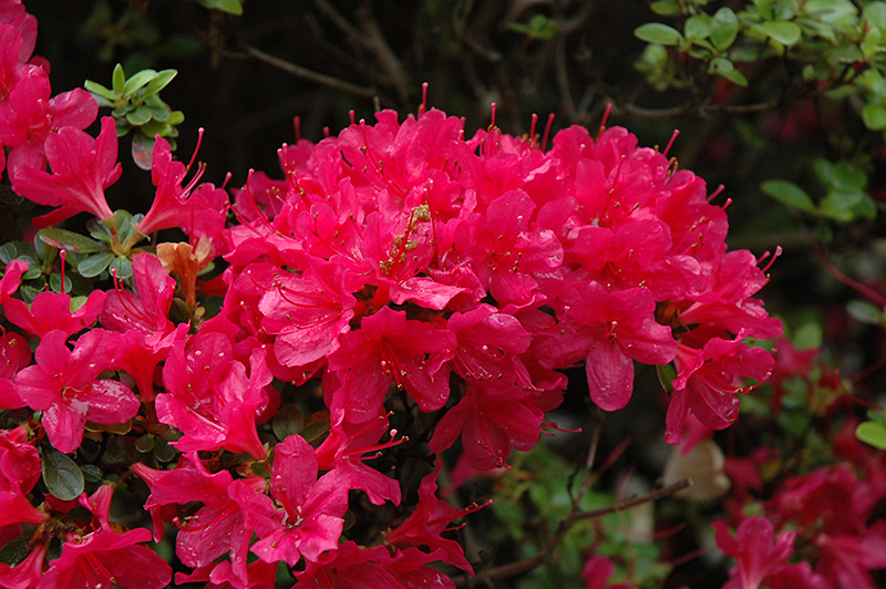 Hino Crimson Azalea (Rhododendron 'Hino Crimson') at Flagg's Garden Center