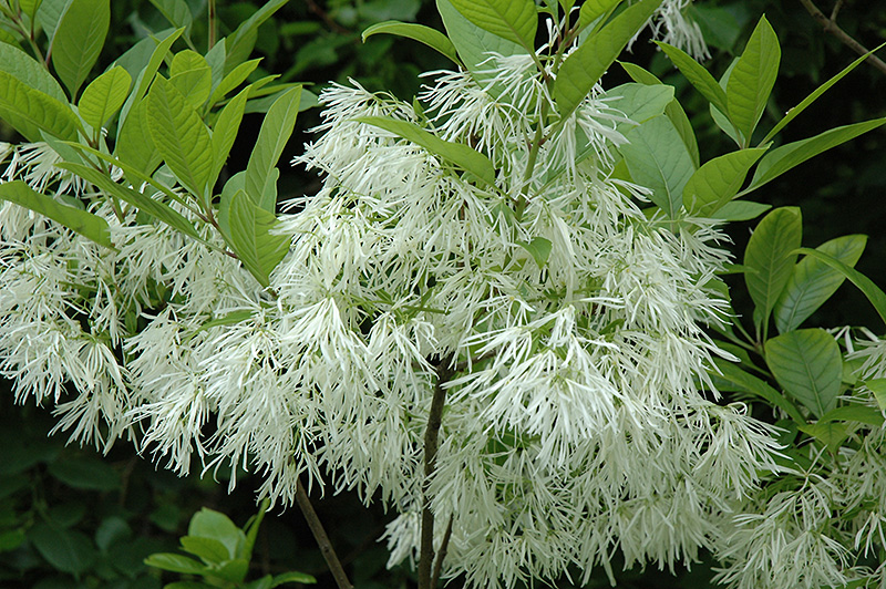 White Fringetree (Chionanthus virginicus) at Flagg's Garden Center