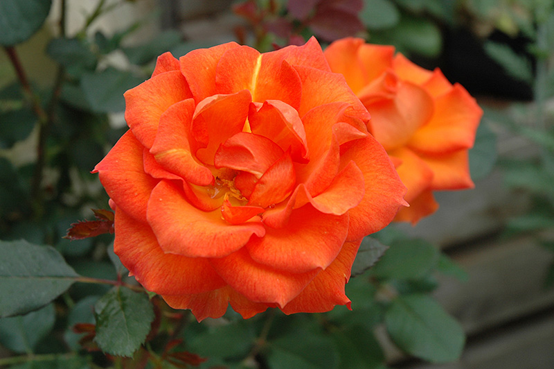 Gingersnap Rose (Rosa 'Gingersnap') at Flagg's Garden Center