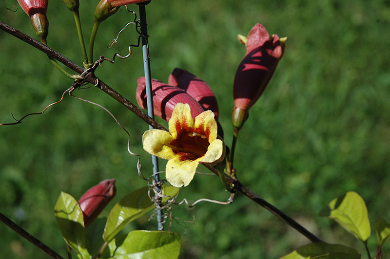 Cross Vine (Bignonia capreolata) at Flagg's Garden Center