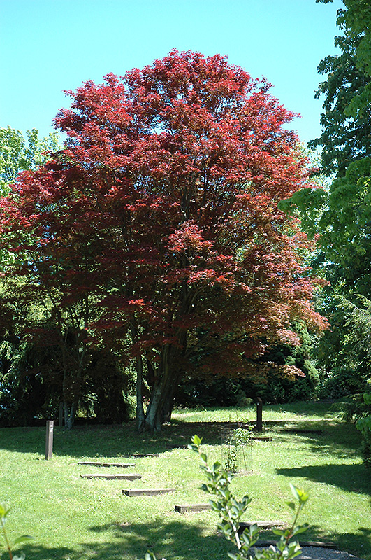 Purple-Leaf Japanese Maple (Acer palmatum 'Atropurpureum') at Flagg's Garden Center