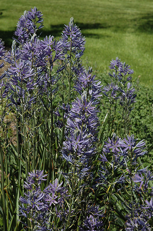 Blue Danube Camassia (Camassia leichtlinii 'Blue Danube') at Flagg's Garden Center