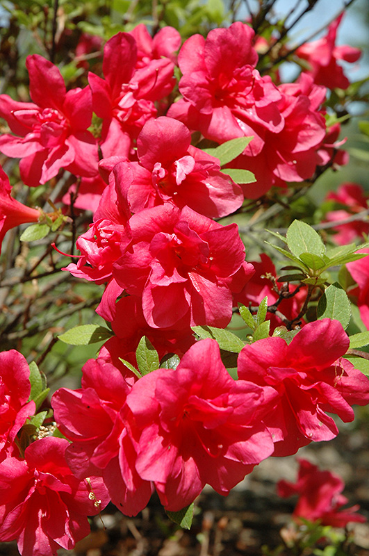 Christina Azalea (Rhododendron 'Christina') at Flagg's Garden Center