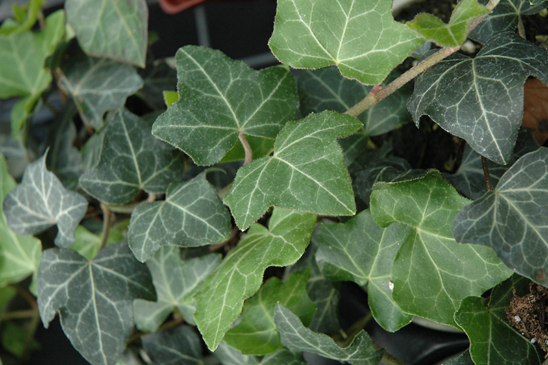 Baltic Ivy (Hedera helix 'Baltica') at Flagg's Garden Center
