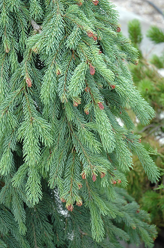 Weeping White Spruce (Picea glauca 'Pendula') at Flagg's Garden Center