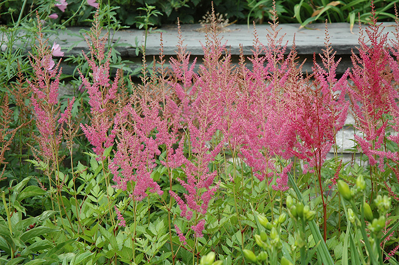 Visions in Pink Chinese Astilbe (Astilbe chinensis 'Visions in Pink') at Flagg's Garden Center