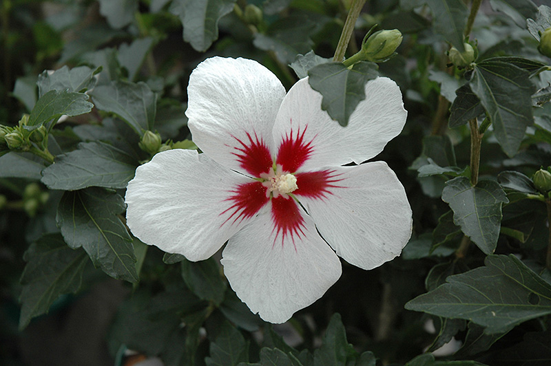 Lil' Kim Rose of Sharon (Hibiscus syriacus 'Antong Two') at Flagg's Garden Center