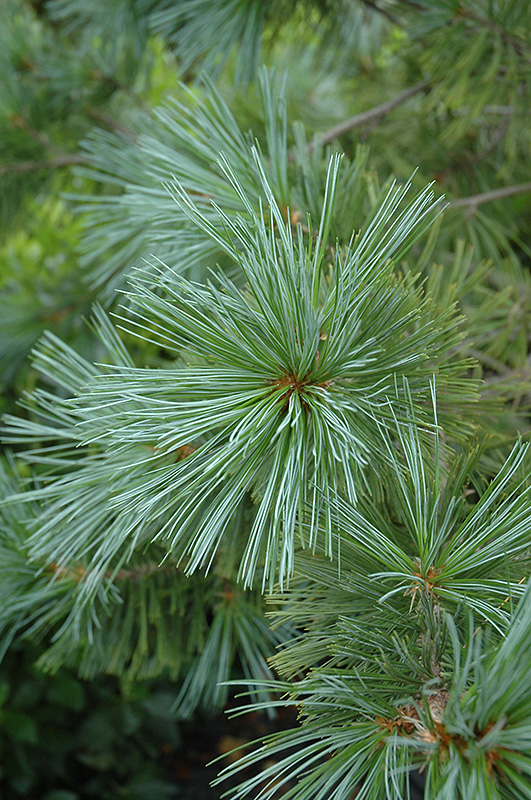 Vanderwolf's Pyramid Pine (Pinus flexilis 'Vanderwolf's Pyramid') at Flagg's Garden Center