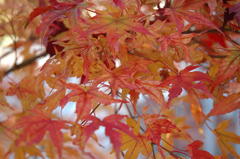 Butterfly Variegated Japanese Maple (Acer palmatum 'Butterfly') at Flagg's Garden Center