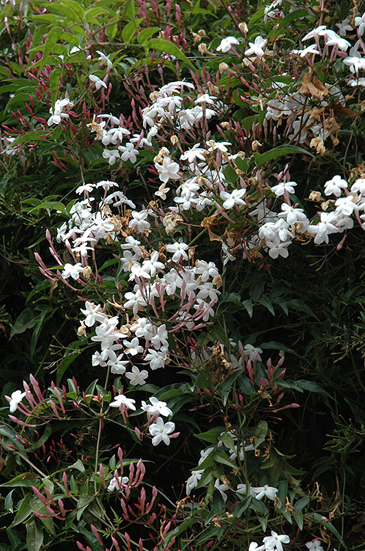Climbing Jasmine (Jasminum polyanthum) at Flagg's Garden Center