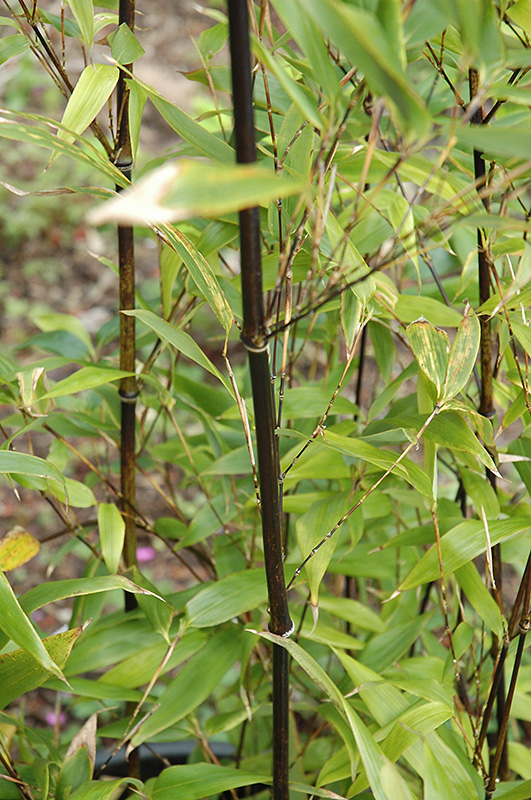Punctata Black Bamboo (Phyllostachys nigra 'Punctata') at Flagg's Garden Center