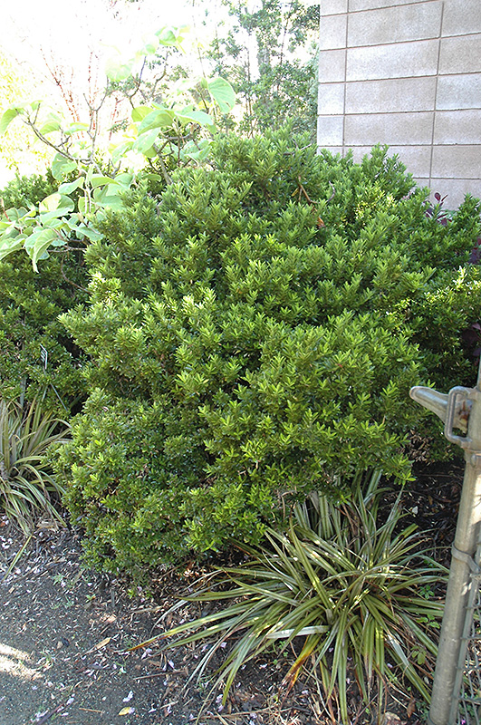 Boxleaf Euonymus (Euonymus japonicus 'Microphyllus') at Flagg's Garden Center