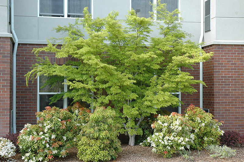Seiryu Japanese Maple (Acer palmatum 'Seiryu') at Flagg's Garden Center